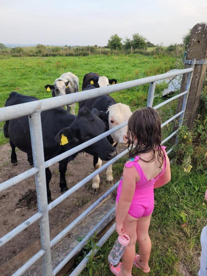 Crockgarve B And B Galbally Bagian luar foto
